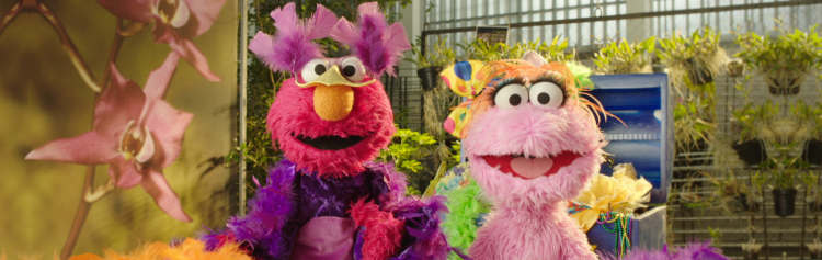 Elmo and Lola, a pink Muppet from Plaza Sésamo, are dressed up in costumes and playing pretend!